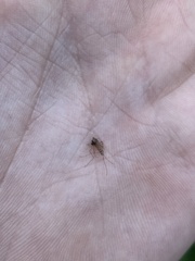Culicinae