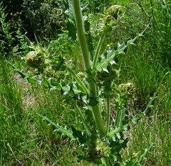 Cirsium parryi