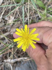 Hypochaeris glabra