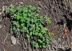 Aquilegia elegantula