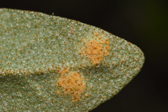 Puccinia caricis-shepherdiae