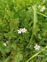 Erodium cicutarium