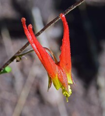 Aquilegia elegantula