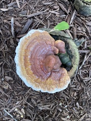 Ganoderma