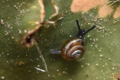 Limacoidei