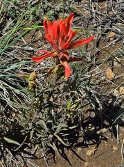 Castilleja integra