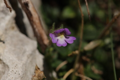 Chaenorhinum origanifolium