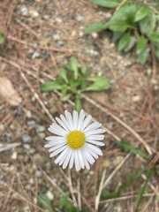 Bellis sylvestris