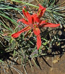 Castilleja integra