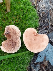 Lactarius helvus