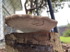 Ganoderma