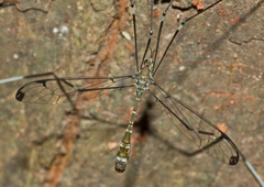 Tipulodina thaiensis