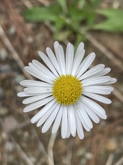 Bellis sylvestris