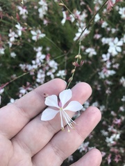 Oenothera lindheimeri
