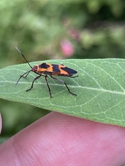 Oncopeltus cingulifer