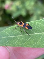 Oncopeltus cingulifer