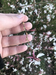 Oenothera lindheimeri