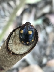 Chrysomeloidea