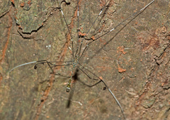 Tipulodina thaiensis