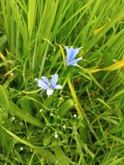 Tecophilaea violiflora