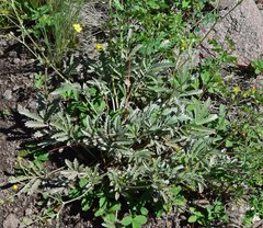 Potentilla hippiana