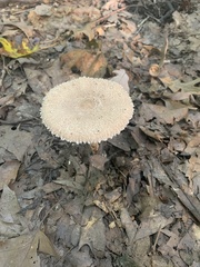 Macrolepiota