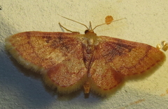 Idaea demissaria