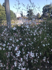 Oenothera lindheimeri