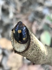 Chrysomeloidea