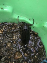 Lethocerus americanus