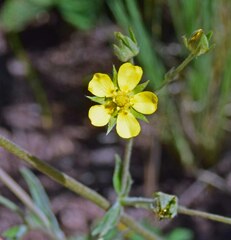 Potentilla hippiana