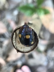 Chrysomeloidea