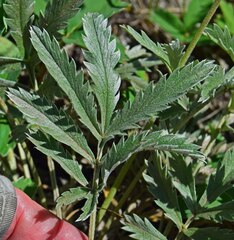 Potentilla hippiana