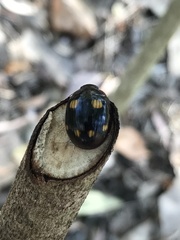 Chrysomeloidea