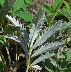 Potentilla hippiana