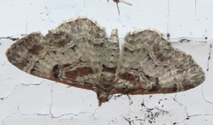 Costaconvexa centrostrigaria