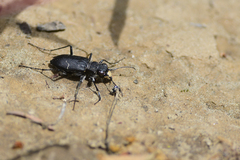 Cicindela longilabris