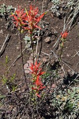 Castilleja linariifolia