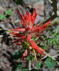 Castilleja linariifolia