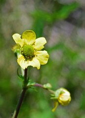 Geum aleppicum