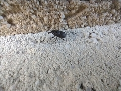 Sphenophorus inaequalis