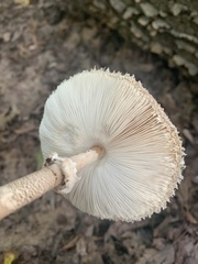 Macrolepiota