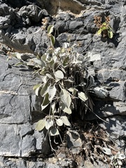 Pentanema verbascifolium