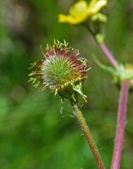 Geum aleppicum