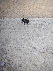 Sphenophorus inaequalis