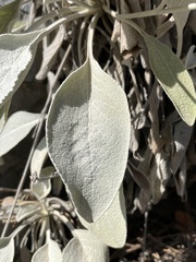 Pentanema verbascifolium