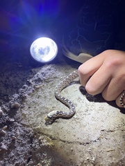 Pituophis catenifer deserticola