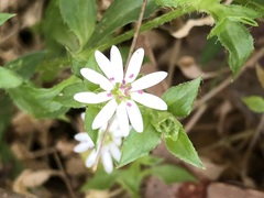 Stellaria flaccida