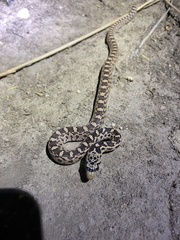 Pituophis catenifer deserticola