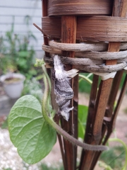 Tolype velleda